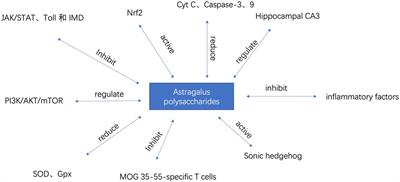 Pharmacological effects of Astragalus polysaccharides in treating neurodegenerative diseases
